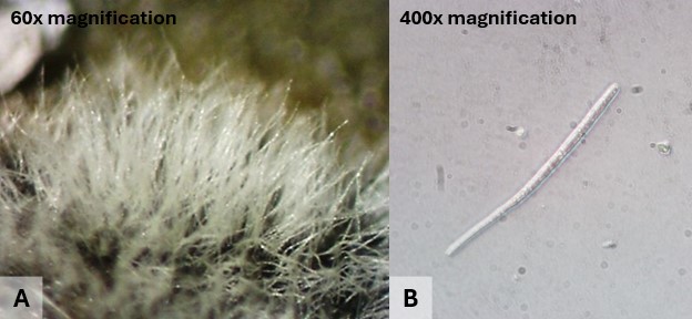 Magnified photos of the spores that cause Cercospora leaf spot infections
